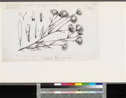 Image result for Anisopappus chinensis