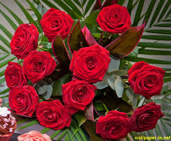 Undefined Red Rose Desktop Wallpapers 37 Wallpapers Adorable Wallpapers Red Roses Wallpaper Red Roses Beautiful Rose Flowers