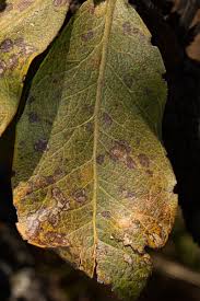 Image result for Faurea rochetiana