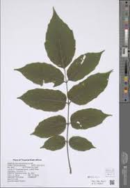 Image result for Brucea antidysenterica