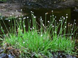 Image result for Eriocaulon transvaalicum