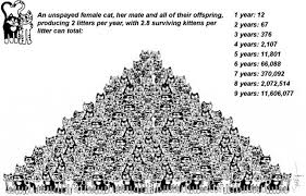 33 Saga Cat Population Pyramid 1024x656 Spay Neuter Your