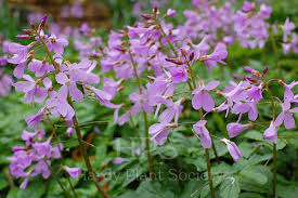 Image result for Cardamine