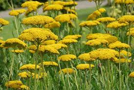 Golden yellow flowers bloom in summer on flat, upward facing plates. Achillea Coronation Gold