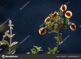 Image result for Combretum hereroense