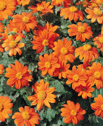 Image result for Tithonia