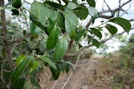 Image result for Drypetes gerrardii