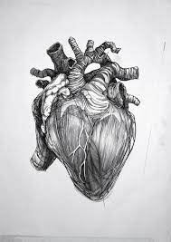 620x875 anatomy coloring pages heart. Pin By Amanda Thompson On Extras Heart Drawing Anatomy Art Heart Art