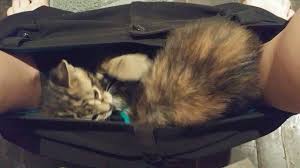 Because cats do not perspire, they will pant when their heart beat is elevated. Kittens Playing In My Pants Youtube