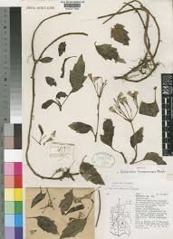 Image result for Lepidotrichilia volkensii