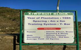 Free sex, free porn, free direct download. Kiwi Cultivation On Mid Hills Of Himalayan Mountains A Highly Remunerative Exotic Fruit Crop For The Small And Marginal Orchard Growers Abhinava Krishi