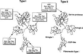 Kringle Domain An Overview Sciencedirect Topics