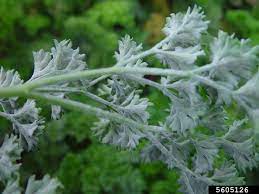 Carrot powdery mildew (Erysiphe heraclei)