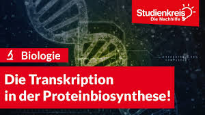 Maybe you would like to learn more about one of these? Die Transkription In Der Proteinbiosynthese