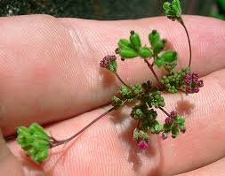 Image result for Boerhavia coccinea