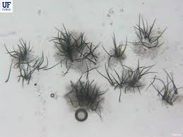 Image result for Anthericopsis