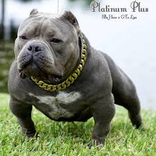 American Bully Black Pitbull Dog Price Pin On American Bully