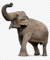 Elephant Png Elephant Trunk Up Png Transparent Png 925x1061 504671 Pngfind Try to search more transparent images related to elephants png |. elephant trunk up png transparent png
