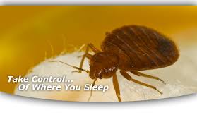 Unfortunately, we specialize in pest control supplies and we are not well versed in home remedies. Bed Bug Treatment Exterminator In Illinois American Pest Control Best Pest Control Company In Central Illinois American Pest Control