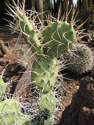 There, according to theophrastus, an edible plant grew which could be propagated by rooting its leaves. Opuntia Sulphurea Prickly Pear Cactus World Of Succulents Vegetable Garden Design Backyard Landscaping Designs Luxury Garden