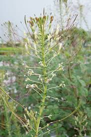 Image result for Cleome gynandra