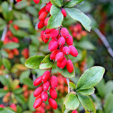 Image result for Berberis