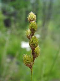 Image result for Carex leptosaccus