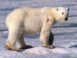 Most have special adaptations that allow them to survive the extreme cold of the earth's polar regions. Adaptation In Animals Polar Bear Penguins Tropical Animals Video Q A