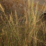 Image result for Sporobolus consimilis