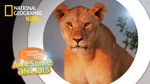 Super Pride Awesome Animals Youtube