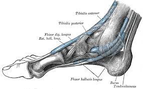 This guide to leg anatomy will give you a better understanding of bone and muscle composition. Tibialis Posterior Muscle Wikipedia