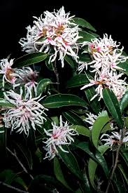 Image result for Trichocladus