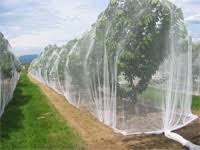 Top 10 plants for patios. Orchard Nets Farm Solutions