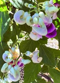 Image result for Vigna radicans