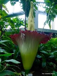 Ogromny kwiat dziwidła rozwija się na. Frankfurt W Ogrodzie Botanicznym Zakwitlo Dziwidlo Olbrzymie Nasze Miasto