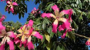 The floss silk tree can have either pink or white flowers. What S Blooming In The Garden Week Of August 31 South Coast Botanic Garden Foundation
