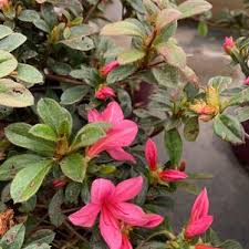 Plant it in front of taller shrubs with contrasting foliage or bloom color for a dynamic display. Colesville Nursery