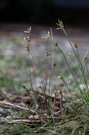 Image result for Bulbostylis densa