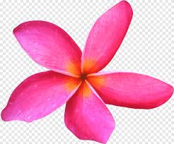 Transparan guntingan grafis bunga png 1103 gambar gambar gratis dari png. Flower Frangipani Frangipani Image File Formats Magenta Png Pngegg