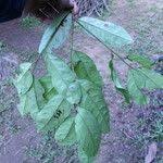 Image result for Strombosiopsis tetrandra