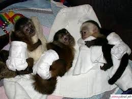 Maybe you would like to learn more about one of these? Squirrel Monkeys Capuchin Monkeys Spider Monkeys Chimpanzees And Marmosets For Sale Manila Philippines Buy And Sell Marketplace Pinoydeal