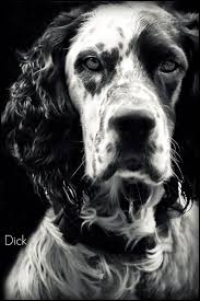 Black And White English Setter Dog Pin On Setters Especially Those English Ones