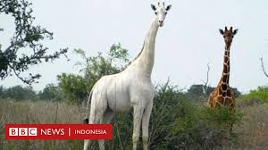 Sun rises in the east and sets in the west. Dua Jerapah Putih Yang Amat Langka Mati Dibunuh Pemburu Liar Bbc News Indonesia
