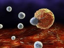 Immune System Diseases Disorders Function Live Science