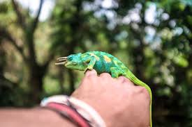 The national park hosts 70 mammals and 217 bird species including 19 albertine rift endemics, as well as some of the world's rarest vegetation. Why Is Nobody Visiting Africa S Spectacular Secret Summits Adventure Com