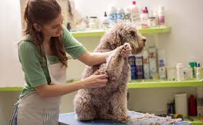Grooming refers to the things that people do to keep themselves clean and make their face. Benefits Of Hiring Professional Pet Groomer Pets In The City