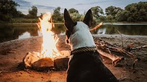 Pet friendly campgrounds with cabins. Dog Friendly Camping Victoria Camping With Dogs Near Melbourne