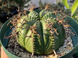 Image result for Euphorbia monteiroi