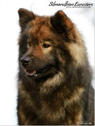 In 2006, 2007 and 2008 a eurasier owned by carl and julie at shyller but bred by us has won top utility import. Olwen Steve Of Silmoralbion Eurasiers Uk Eurasier Club Facebook