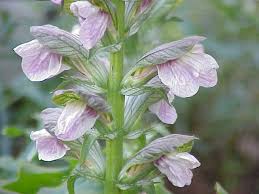 Image result for Acanthus polystachyus